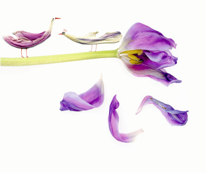 Floras Atelier | Bilderbuch