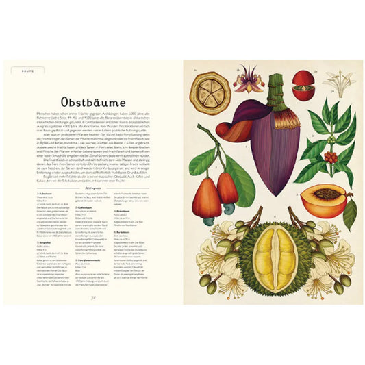 Das Museum der Pflanzen - Feder&Konfetti