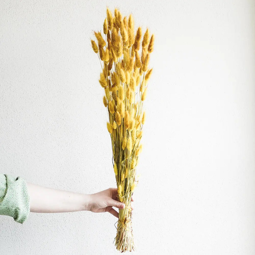 Lagurus Feder&Konfetti