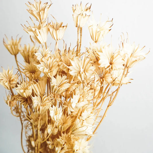 Nigella Orientalis Feder&Konfetti