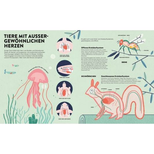 Das Herz | Kinderbuch