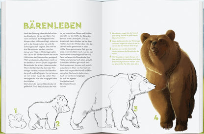 Bären | Sachbuch