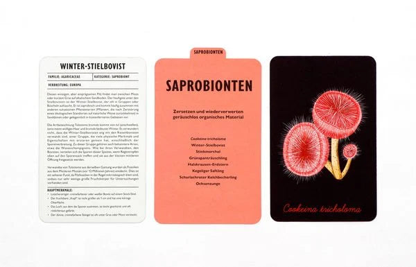 Das Pilz-Kompendium | Laurence King| Memo Kartenspiel
