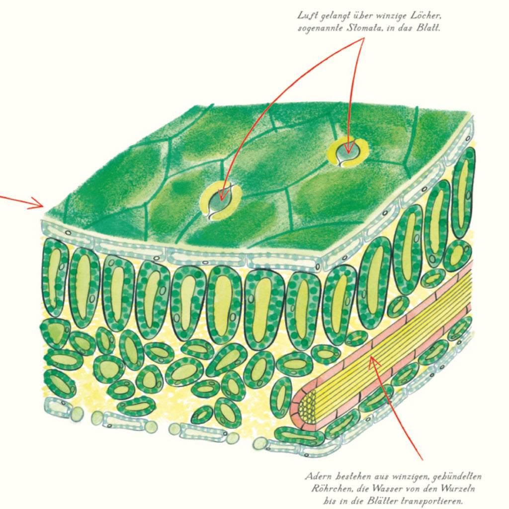 Grün | Prestel | Kindersachbuch
